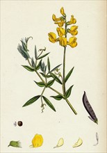 Lathyrus pratensis; Meadow Vetchling