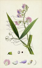 Lathyrus sylvestris; Narrow-leaved Everlasting Pea