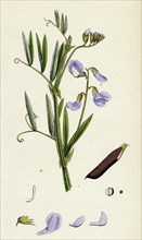 Lathyrus palustris; Marsh Vetchling