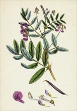 Lathyrus niger; Black Bitter Vetch