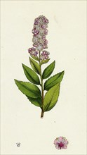 Spiraea salicifolia; Willow-leaved Spiraea