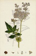 Spiraea Ulmaria; Meadow-sweet