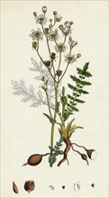 Spiraea Filipendula; Dropwort