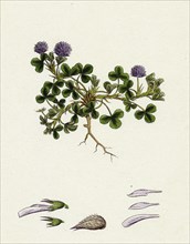 Trifolium resupinatum; Reversed-flowered Trefoil