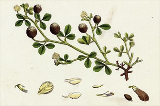 Trifolium procumbens; Hop Trefoil