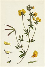Lotus tenuis; Slender Bird's-foot Trefoil
