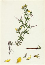 Lotus diffusus; Long-podded Small Bird's-foot Trefoil