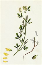 Melilotus parviflora; Small-flowered Melilot