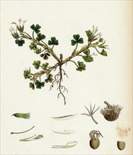 Trifolium subterraneum; Subterranean Trefoil