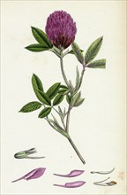 Trifolium medium; Zigzag Trefoil