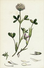 Trifolium ochroleucum; Sulphur-coloured Trefoil