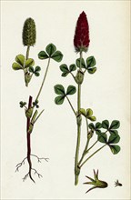 Trifolium eu-incarnatum; Crimson Clover