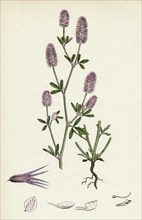 Trifolium arvense; Hare's-foot Trefoil