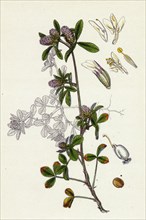 Trifolium Bocconi; Boccone's Trefoil
