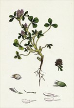 Trifolium striatum; Soft Knotted Trefoil