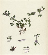 Trifolium glomeratum; Smooth Round-headed Trefoil