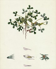 Trifolium suffocatum; Dense-flowered Trefoil