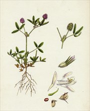 Trifolium strictum; Upright Round-headed Trefoil