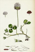 Trifolium repens; White Clover