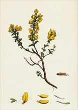 Genista pilosa; Hairy Green-Weed