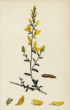 Genista tinctoria; Dyer's Green-Weed