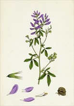 Medicago sativa; Common Lucerne