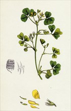 Medicago maculata; Spotted Medick