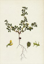 Medicago minima; Little Bur Medick