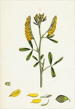 Melilotus officinalis; Common Melilot