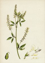 Melilotus alba; White Melilot