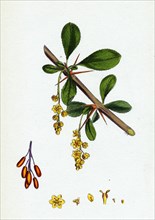 Berberis vulgaris; Common Barberry