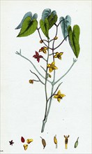 Epimedium alpinum; Alpine Barren wort