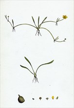 Ranunculus reptans; Creeping Spearwort