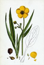 Ranunculus Lingua; Greater Spearwort