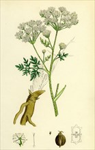Conium maculatum; Common Hemlock