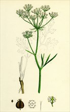 Physospermum Cornubiense; Cornish Bladder-seed