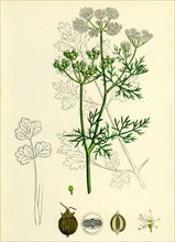 Coriandrum sativum; Common Coriander