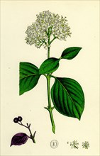 Cornus sanguinea; Common Dogwood