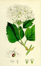 Viburnum Opulus; Common Guelder-Rose