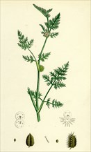 Caucalis nodosa; Knotted Hedge-Parsley