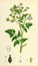 Chaerophyllum Anthriscus; Common Chervil