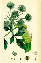 Angelica Archangelica; Garden Angelica