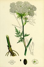 Peucedanum palustre; Marsh Hog's-Fennel