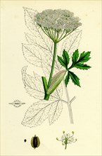 Peucedanum Ostruthium; Master-wort