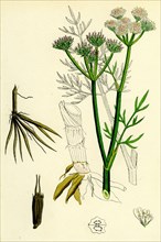 OEnanthe silaifolia; Sulphurwort Water-Dropwort