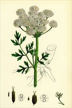 OEnanthe crocata; Hemlock Water-Dropwort