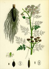 OEnanthe Phellandrium; Fine-leaved Water-Dropwort