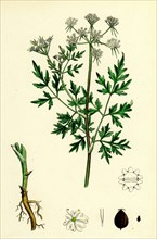 AEthusa Cynapium; Common Fool's-Parsley