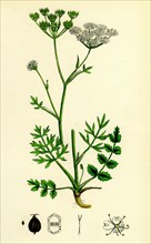 Pimpinella Saxifraga; Common Burnet Saxifrage