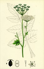 Pimpinella magna; Greater Burnet Saxifrage